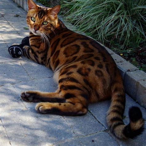 20 top photos bengal kittens for adoption los angeles so cal bengal cat rescue publications