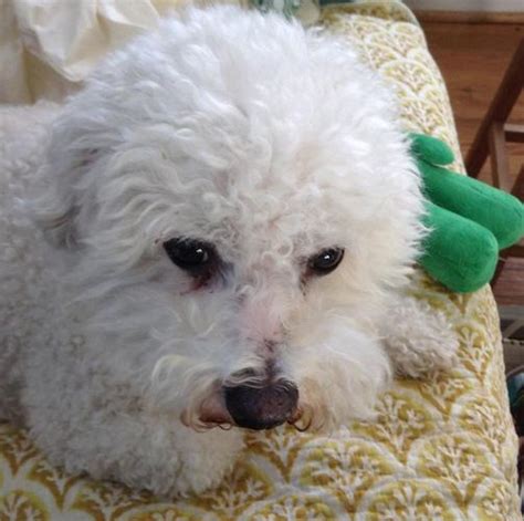 Stoney, a charlotte goldendoodle dog was adopted! U2 Bichon Frise Adult - Adoption, Rescue for Sale in ...
