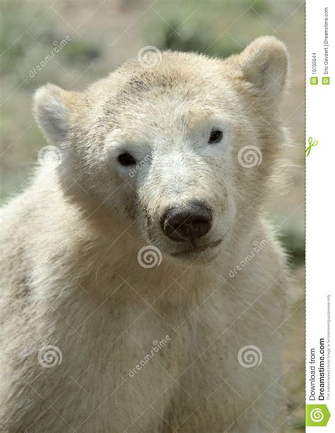 Cute Polar Bear Cub Stock Photo Image Of Wild Care