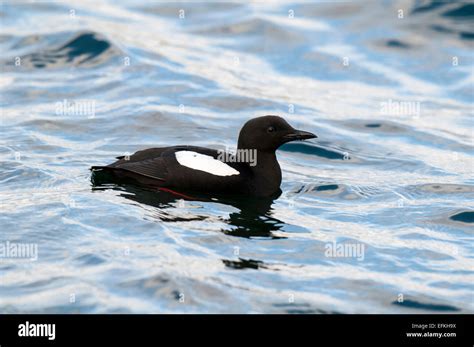 Adult Black Guillemots Cepphus Grylle Hi Res Stock Photography And