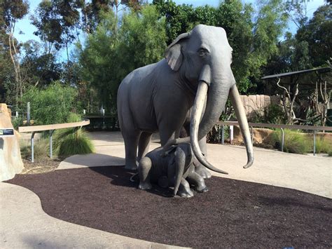 Elephant Odyssey At San Diego Zoo — Studio West
