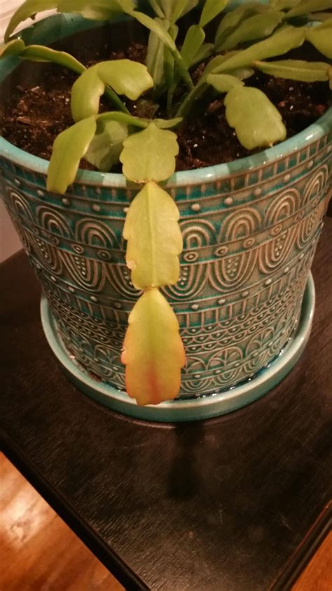 This piece was left out too long and it already. plant health - Christmas Cactus leaf discoloration ...