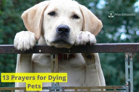 13 Amazing Prayers For Dying Pets