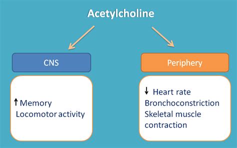 Packets of serotonin (vesicles) are released from the end of the presynaptic cell into the synaptic cleft. Neurotransmitter