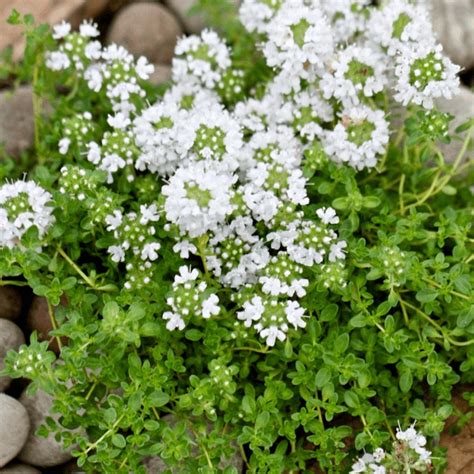 Thyme Snowdrift 1 Plant Garden Kitchen Herb For