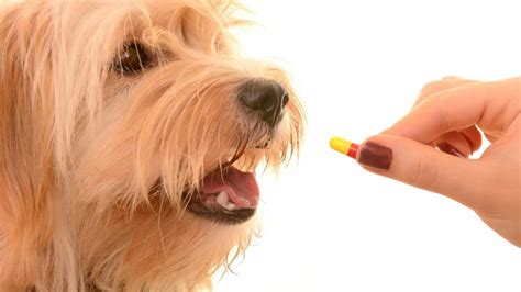 Todo Lo Que Debes Saber Sobre Vitaminas Para Perros Dosis Tipos Y