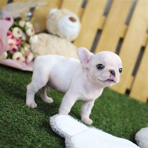Mini french bulldogs are generally, the french bulldog is cordial, cherishing, and faithful. Los Angeles : Micro Teacup Puppies Available For Sale ...