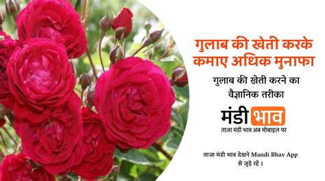 Gulab Ki Kheti Kaise Kare गुलाब की खेती कैसे करे Mandi Bhav India