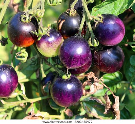 Brads Atomic Grape Tomato Variety Solanum Stock Photo 2203456479