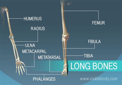 Skeletal System Different Types Of Bones Anatomy Body System