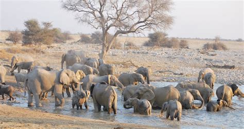 Namibia Wildlife Tours Andean Trails