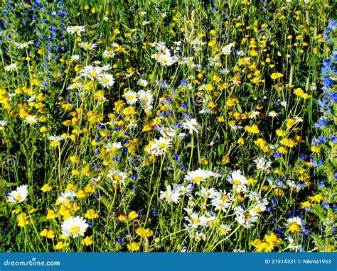 Steppe Flowers Stock Image Image Of Nature Medosbor 31514331
