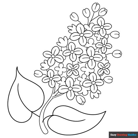 Lilac Flower Coloring Page Easy Drawing Guides