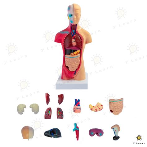 28cm Human Torso 19 Parts Organ Anatomical Model Learning Resource
