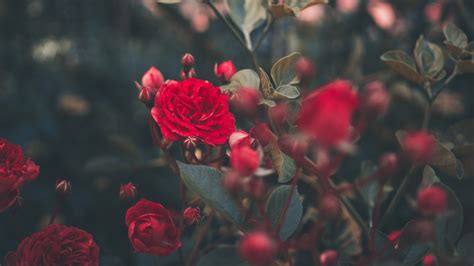 Roses Aesthetic Pc Wallpapers Wallpaper Cave