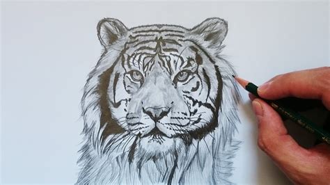 Aprende Cómo Dibujar Un Tigre Realista Fácil Paso A Paso Youtube