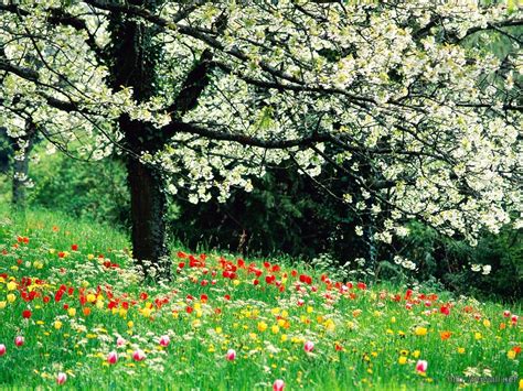 Beautiful Spring Flowers Wallpaper Download Background Wallpaper Hd