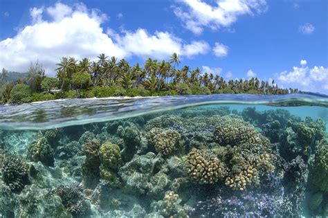 Fringing Reefs Barrier Reefs Atolls Patch Reefs Coral Reef Alliance