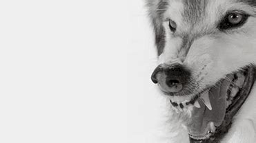 ✚ wolf/werewolf gif hunt ✚ as requested by myself, here is a gif hunt containing #418 small, hq gifs of. Den :|: Lioden