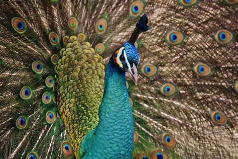 A collection of the top 55 peacock bird design wallpapers and backgrounds available for download for free. wallpaper peacock, bird, plumage HD : Widescreen : High ...