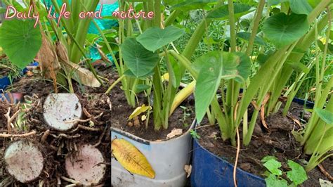 How To Harvest Taro Root Harvesting Taro When And How To Harvest