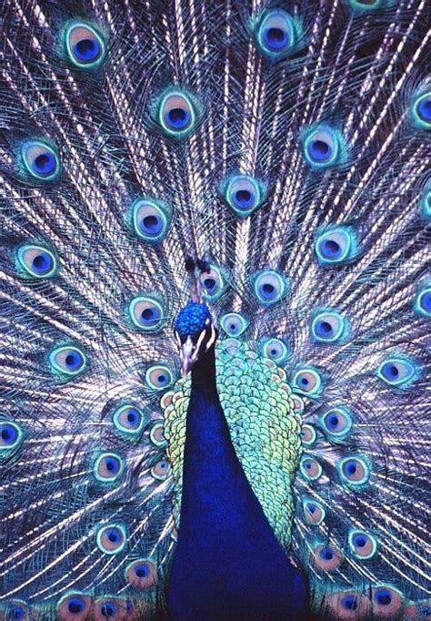 47 Best See It Pretty As A Peacock Images On Pinterest Peacocks