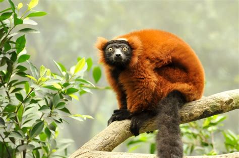 32 Best Lémuriens Images On Pinterest Lemur Lemurs And
