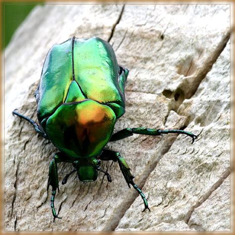 Giant Green Beetle Catherine Todd Flickr