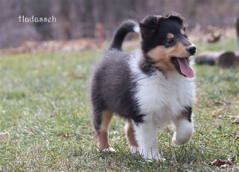You'll love our border collie selection. Collie Puppies For Sale | Danville, PA #289593 | Petzlover