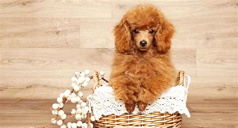 Miniature Poodle Dog Breed Traits Care And Personality