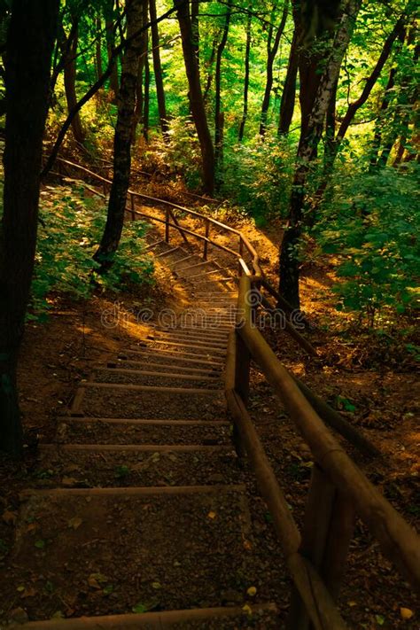 Stairs Path Way In Autumn Forest Under Golden Sun Light September