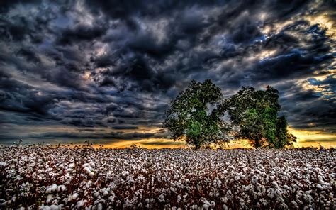 Cotton Field Wallpapers Wallpaper Cave