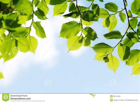 Leaves On Blue Sky Background Royalty Free Stock Photography