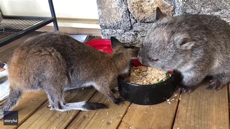 Theyre Bonded Like Siblings Rescued Wallaby And Wombat Share A Meal