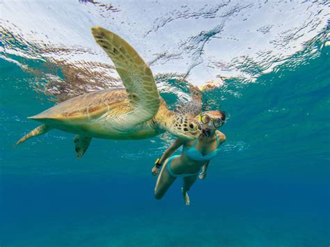 Snorkeling Cruises And Tours Book Hawaii Tours Activities And Things To
