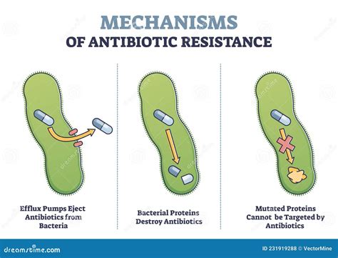 Antibiotics Mechanisms Of Action Antibacterial Drugs Cartoon Vector Cartoondealer Com