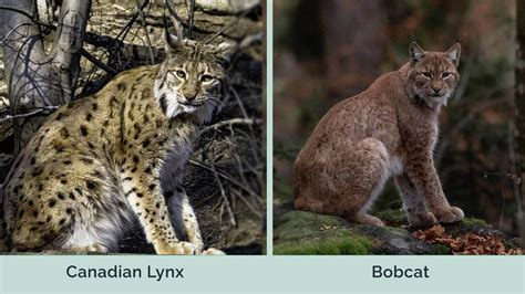 Canadian Lynx Vs Bobcat How Do They Differ With Pictures Hepper