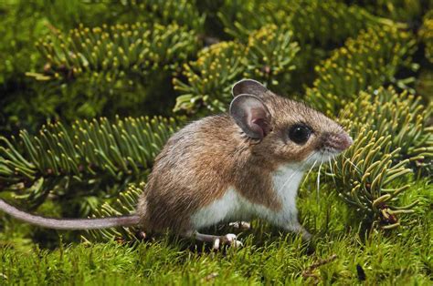 The Dangers Of The Deer Mouse