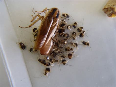 german roach female with egg capsule ootheca with 1st instar nympths