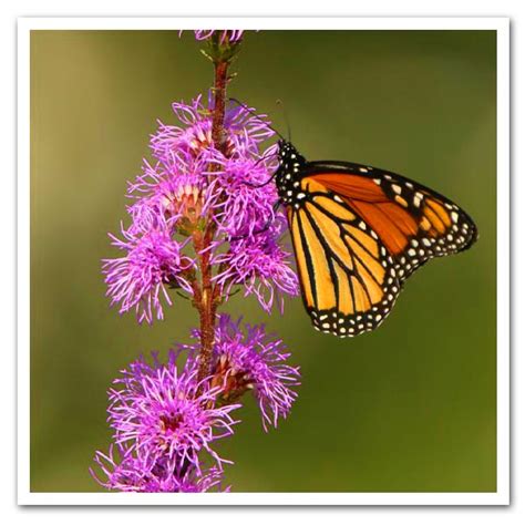 Check spelling or type a new query. Liatris ligulistylis Meadow Blazing Star - Sugar Creek Gardens