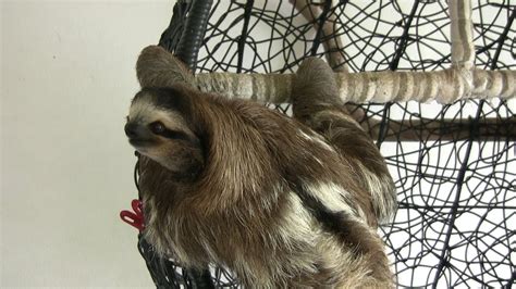sloth sanctuary of costa rica cahuita national park costa rica youtube