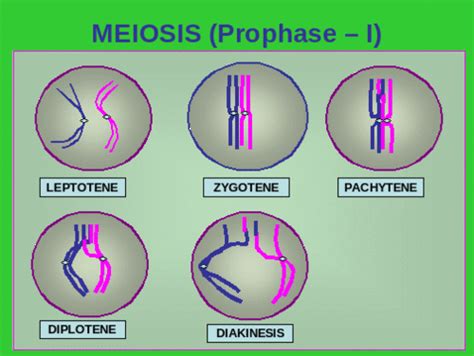 Knowledge Class Meiosis In An Animal Cell