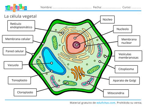 Celula Vegetal Para Dibujar Ouiluv