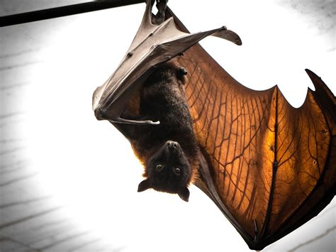 Picture Bats Wings Closeup Animals 1600x1200