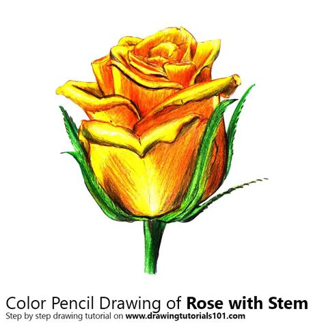 Pencil Colored Pencils Pencil How To Draw A Rose Miaanay Vos