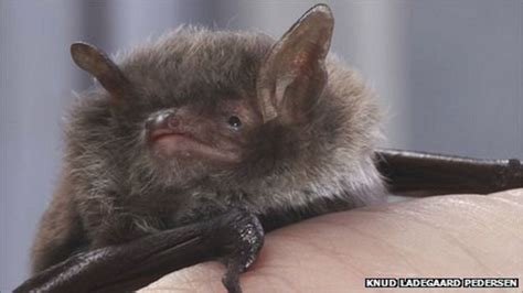 First Superfast Muscles In Mammals Help Bats Catch Prey Bbc News