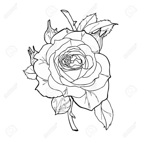 Get inspired and try out new things. Stock Vector | Rose sketch, Sketches, Drawings