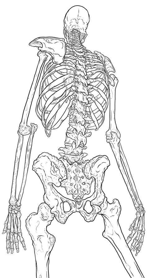 Skeletal Illustration — Immediately Post Your Art To A Topic And Get
