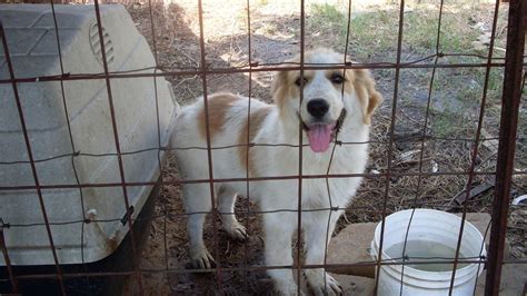 I haven't figured out my paws yet, so i'm a little bit clumsy at times. Great Pyrenees/Aussie mix question