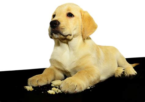 It's commonly eaten in cultures around the world for breakfast, lunch and dinner. Can Dogs Eat Bread? - American Kennel Club